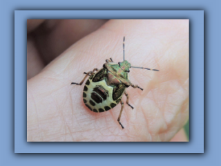 Bronze Shieldbug. Troilus luridus. Final instar nymph. Seen in Hetton Park, 4th August 2021 2_Prv.jpg